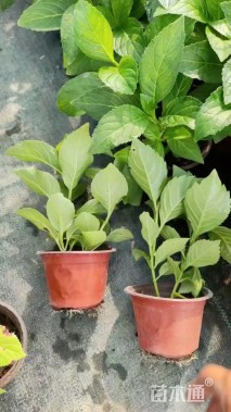 高度20厘米八仙花