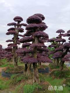 18公分造型红花继木桩