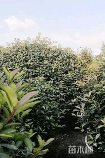 冠幅300厘米红叶石楠球