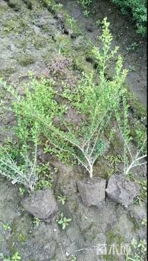 高度40厘米龟甲冬青