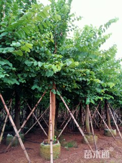 20公分红花羊蹄甲