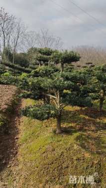 8公分罗汉松
