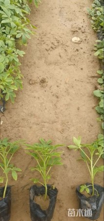 高度15厘米醉蝶花