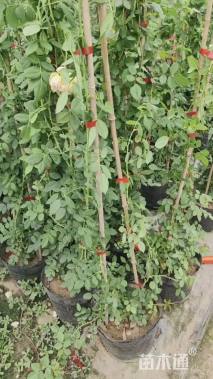 150厘米藤本欧月