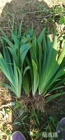 高度30厘米德国鸢尾