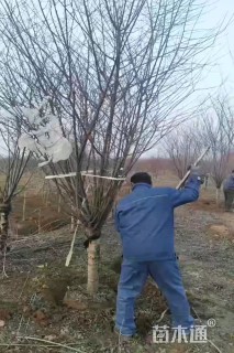 9公分美人梅