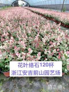20厘米花叶络石