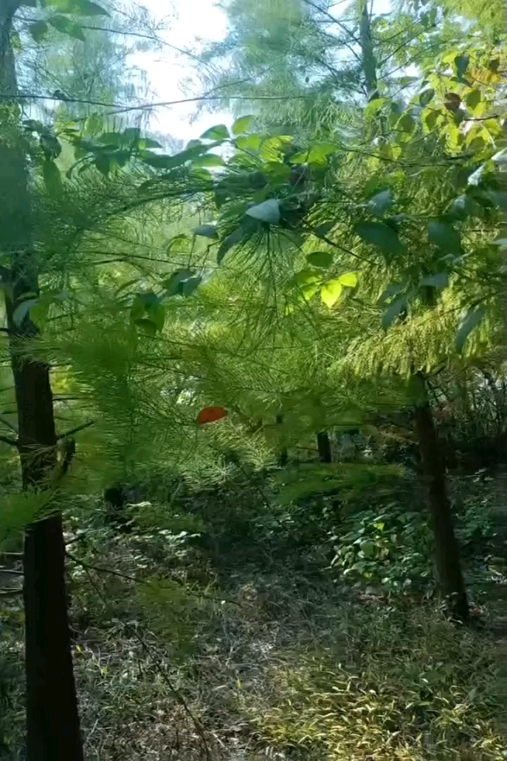 14公分池杉