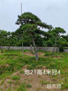 22公分造型黑松