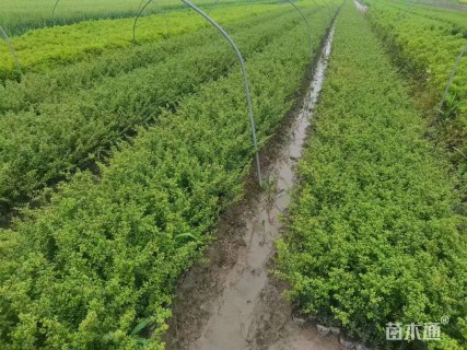 高度30厘米龟甲冬青