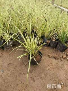 高度20厘米金叶苔草