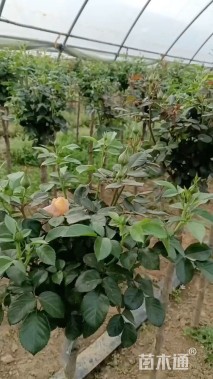 高度80厘米果汁阳台月季