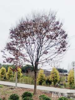 18公分榉树