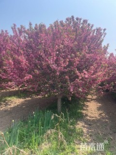 12公分亚当海棠