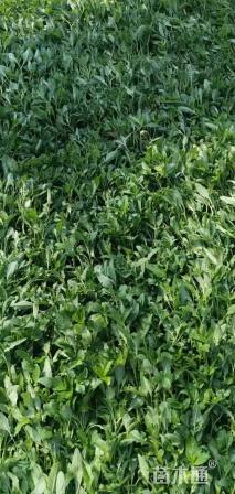 高度10厘米美丽月见草