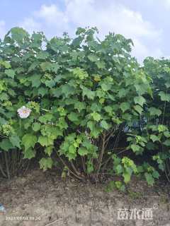 高度200厘米木芙蓉