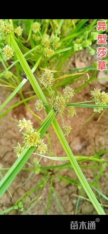 高度15厘米莎草