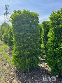 高度250厘米法国冬青