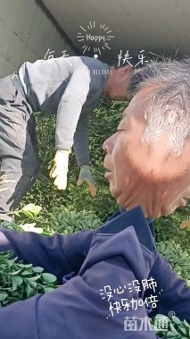 高度50厘米大叶黄杨