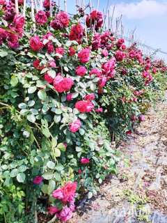 150厘米藤本月季