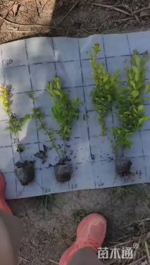 高度25厘米金冠女贞