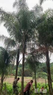 裸干高150厘米皇后葵