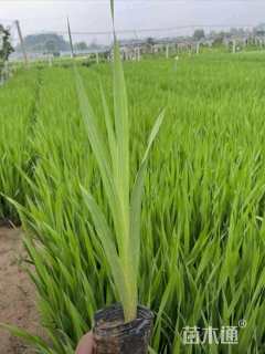 高度50厘米唐菖蒲