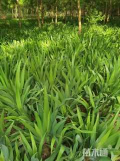 高度20厘米鸢尾