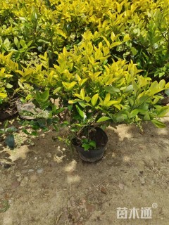 高度30厘米金森女贞小苗