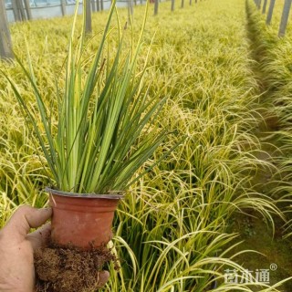 高度39厘米金叶石菖蒲