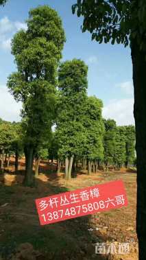 (3杆)丛生香樟