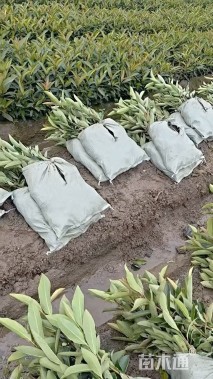 高度40厘米法国冬青