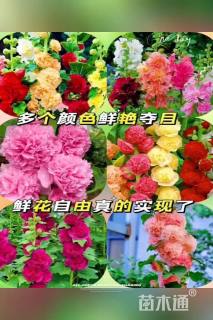 蜀葵种子蜀葵种子