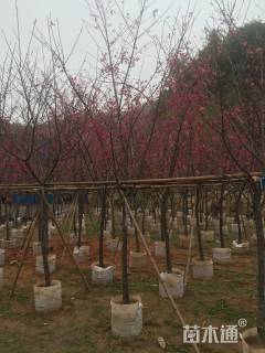 3公分福建山樱花