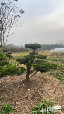 15公分朴树