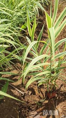 高度30厘米花叶芦竹