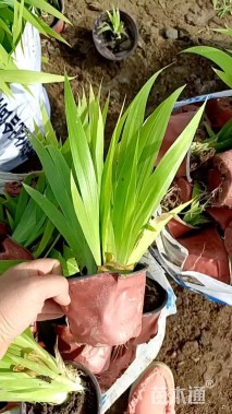 高度20厘米蓝花鸢尾