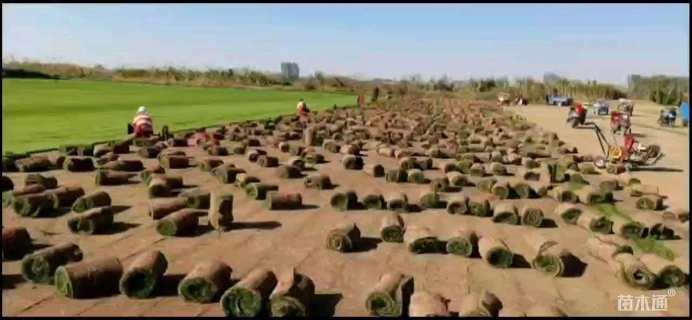 草卷状果岭草