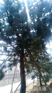 20公分松树