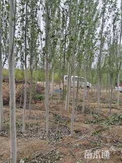 15公分新疆杨