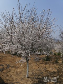 15公分高杆染井吉野樱