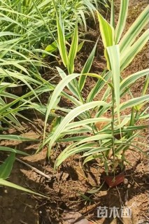 高度30厘米花叶芦竹