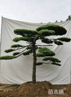 别墅庭院主景造型松