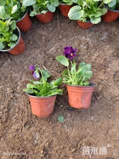 高度13厘米三色堇