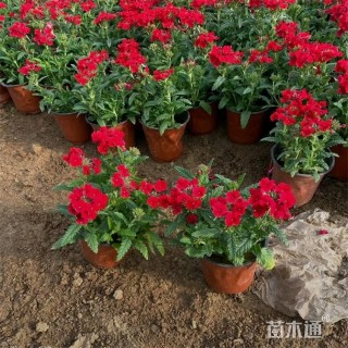 高度18厘米细叶美女樱