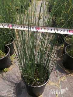 高度40厘米灯心草