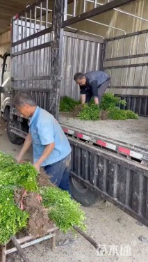 高度35厘米瓜子黄杨