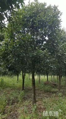15公分高杆桂花