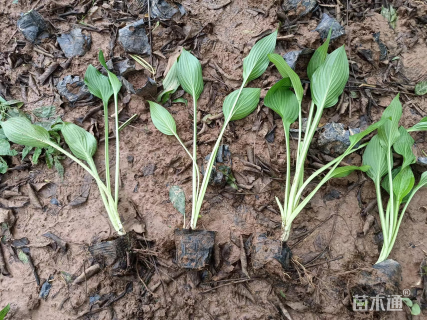 高度50厘米金边玉簪