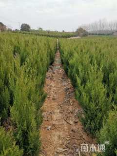 高度80厘米塔柏